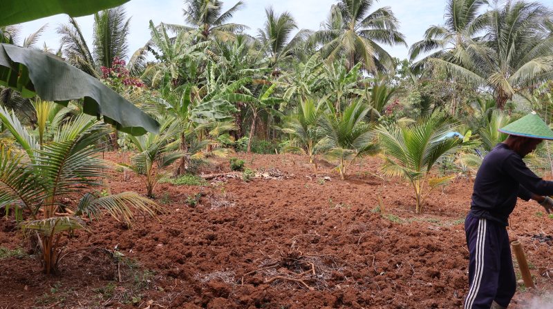 Petani sedang berkebun 